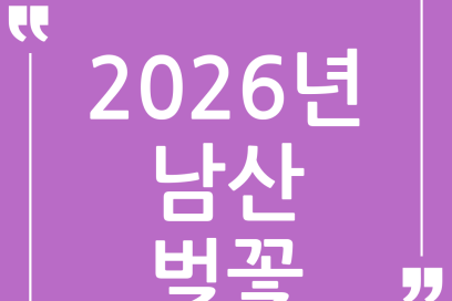 🌸 2026년 남산 벚꽃 드라이브 완벽 가이드: 만개 시기부터 숨은 명소까지!